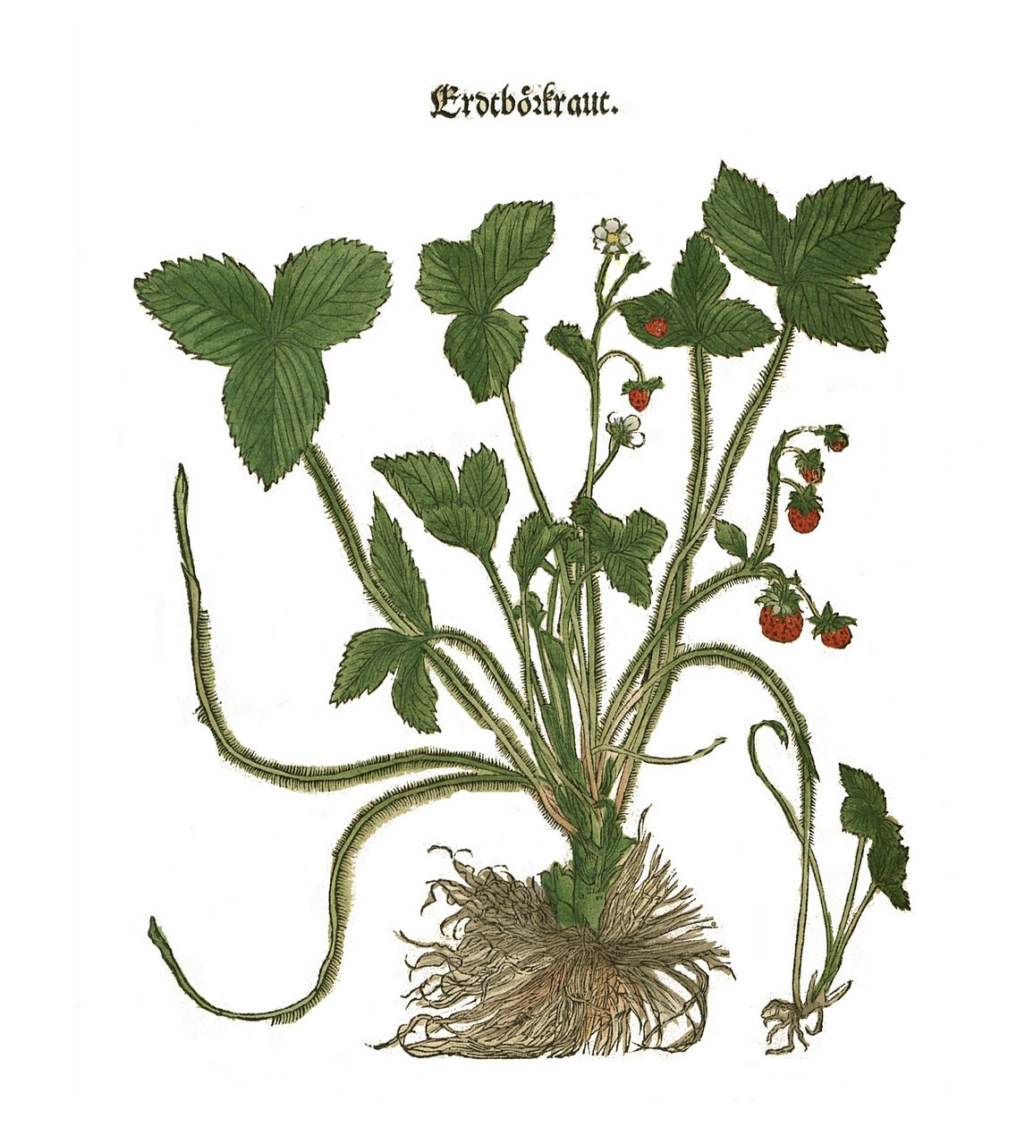 Strawberry Illustration by Unbekannt Unbekannt