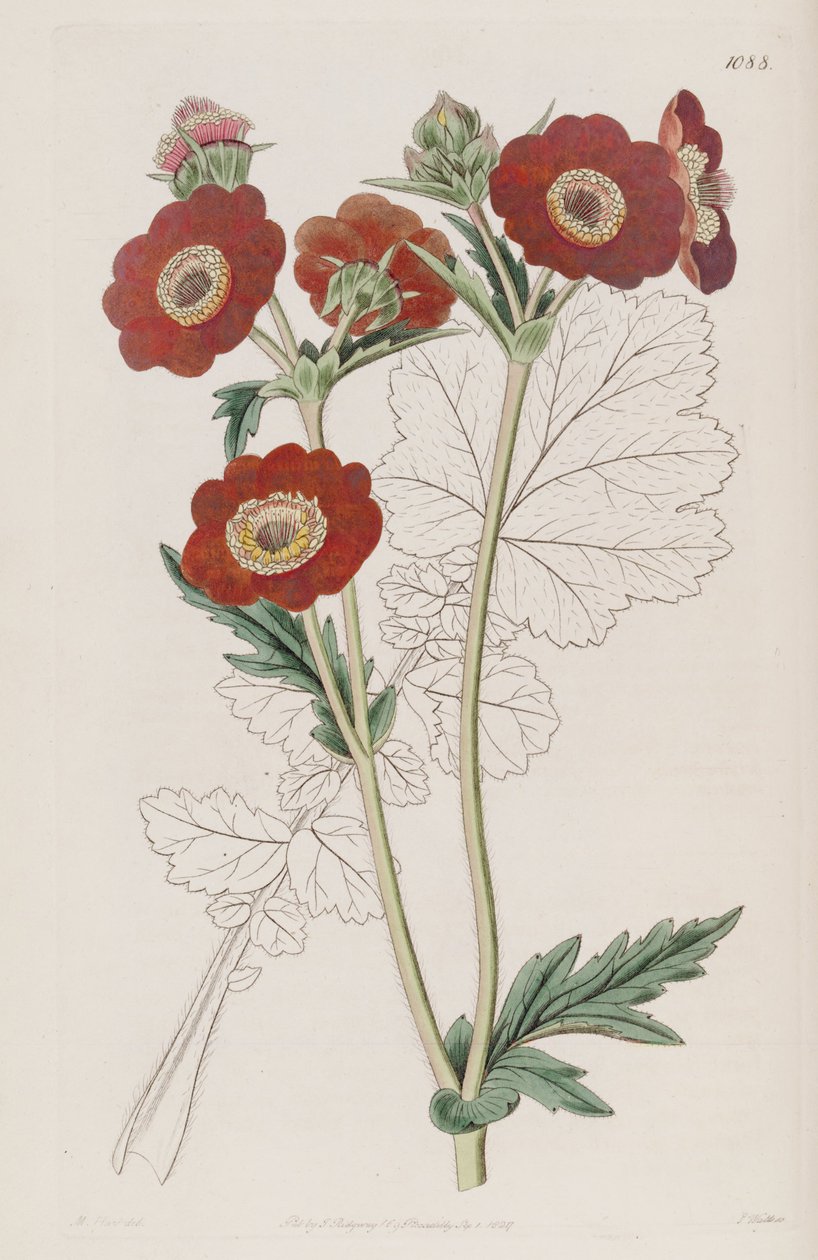 Geum quellyon, as Geum coccineum Lindl. by Unbekannt Unbekannt