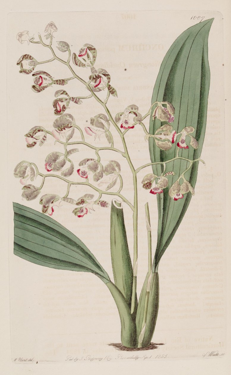 Illustration of Oncidium Pubes by Unbekannt Unbekannt