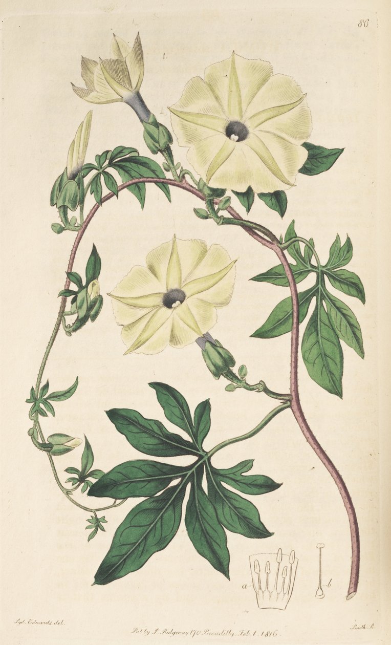 Ipomoea tuberculata by Unbekannt Unbekannt