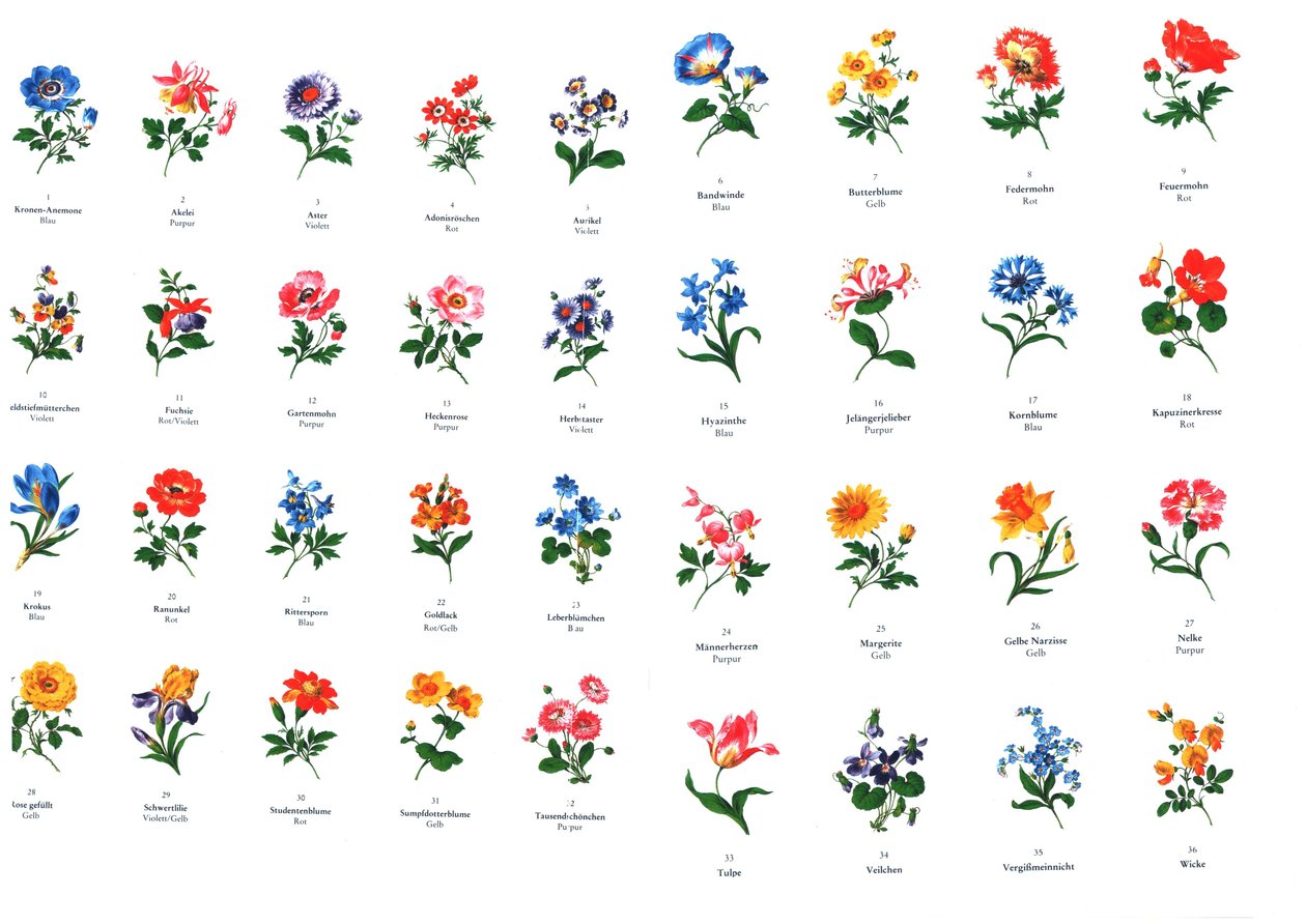 Templates for Flower Painting from the Manufacture of Meissen by Unbekannt Unbekannt
