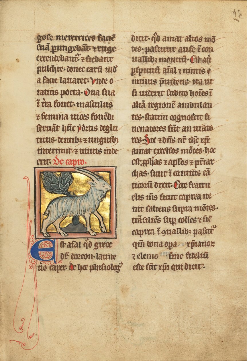 A Goat by Unbekannt Unbekannt