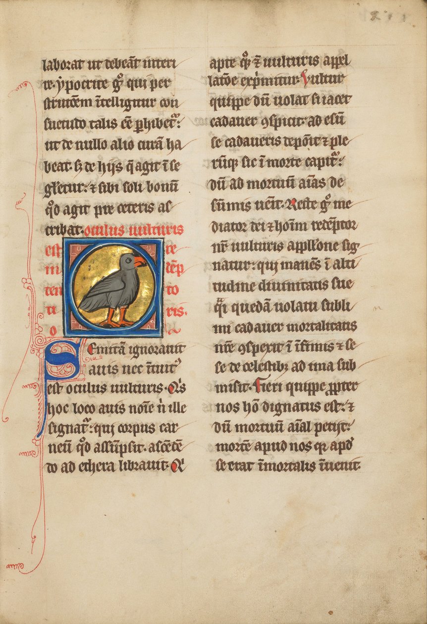 A Vulture by Unbekannt Unbekannt