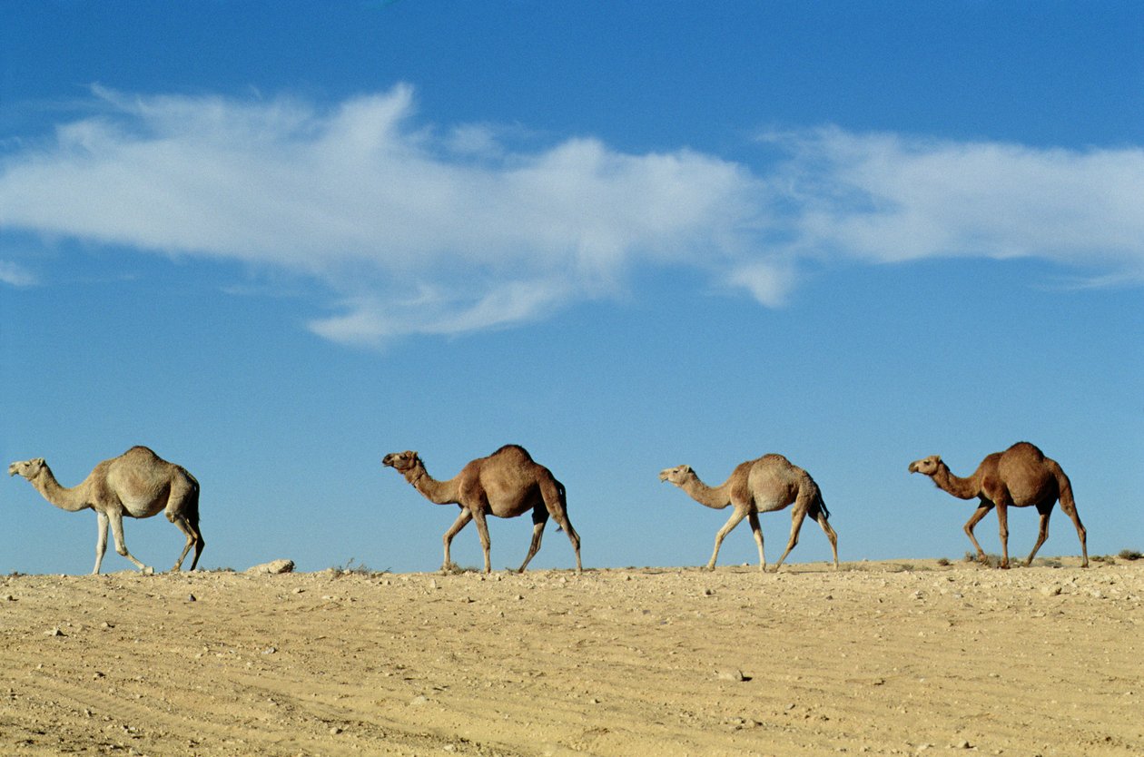 Camel Train by Unbekannt Unbekannt