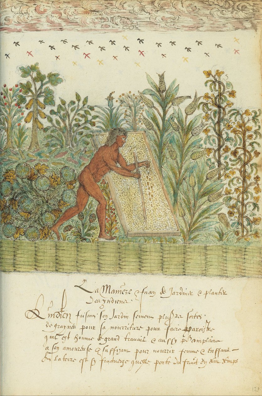 Natural History of the Indies by Unbekannt Unbekannt