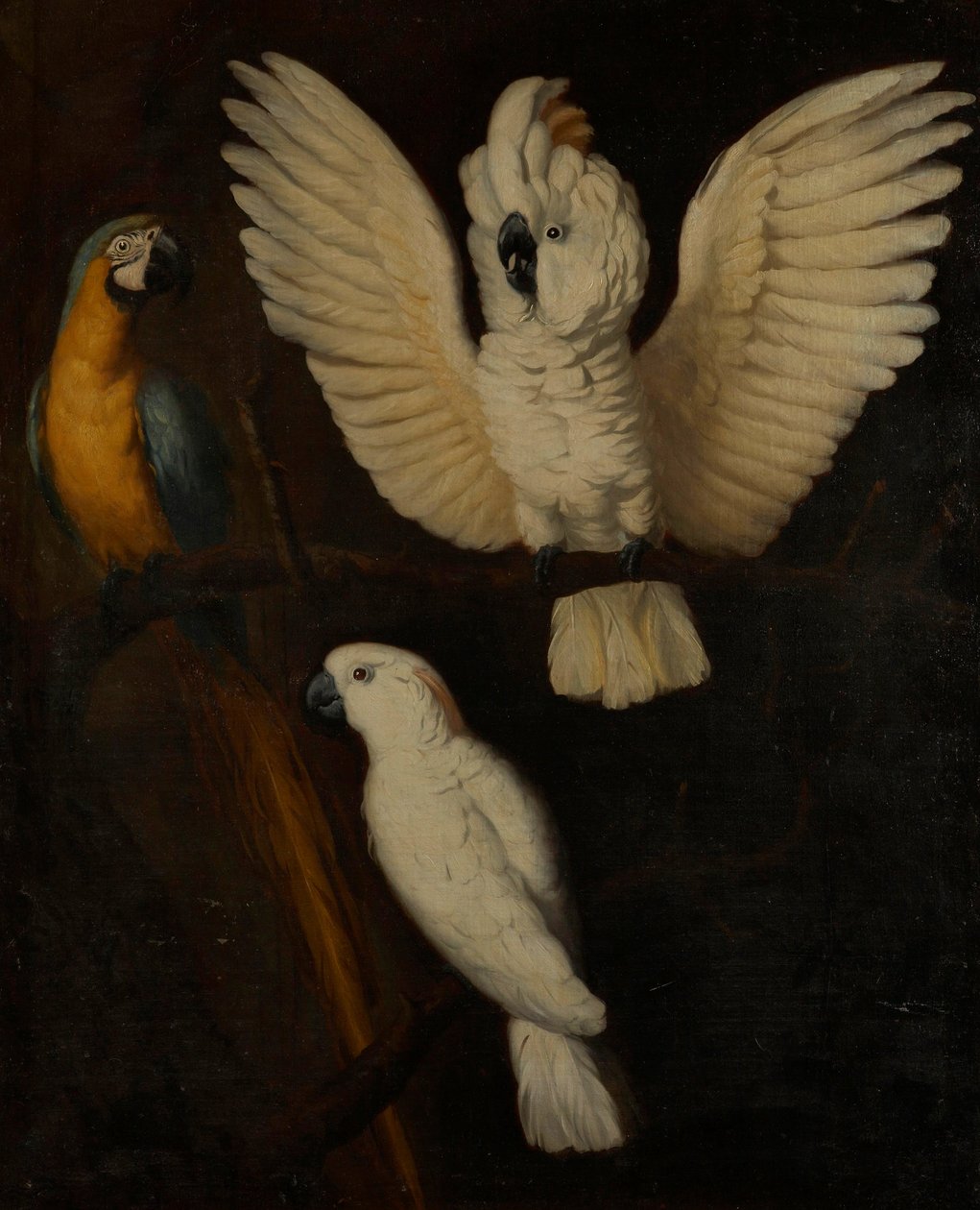 Parrots by Unbekannt Unbekannt