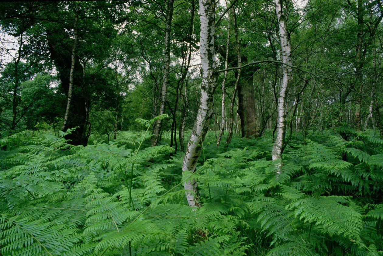 Silver birch trees and ferns, Sherwood Forest by Unbekannt Unbekannt