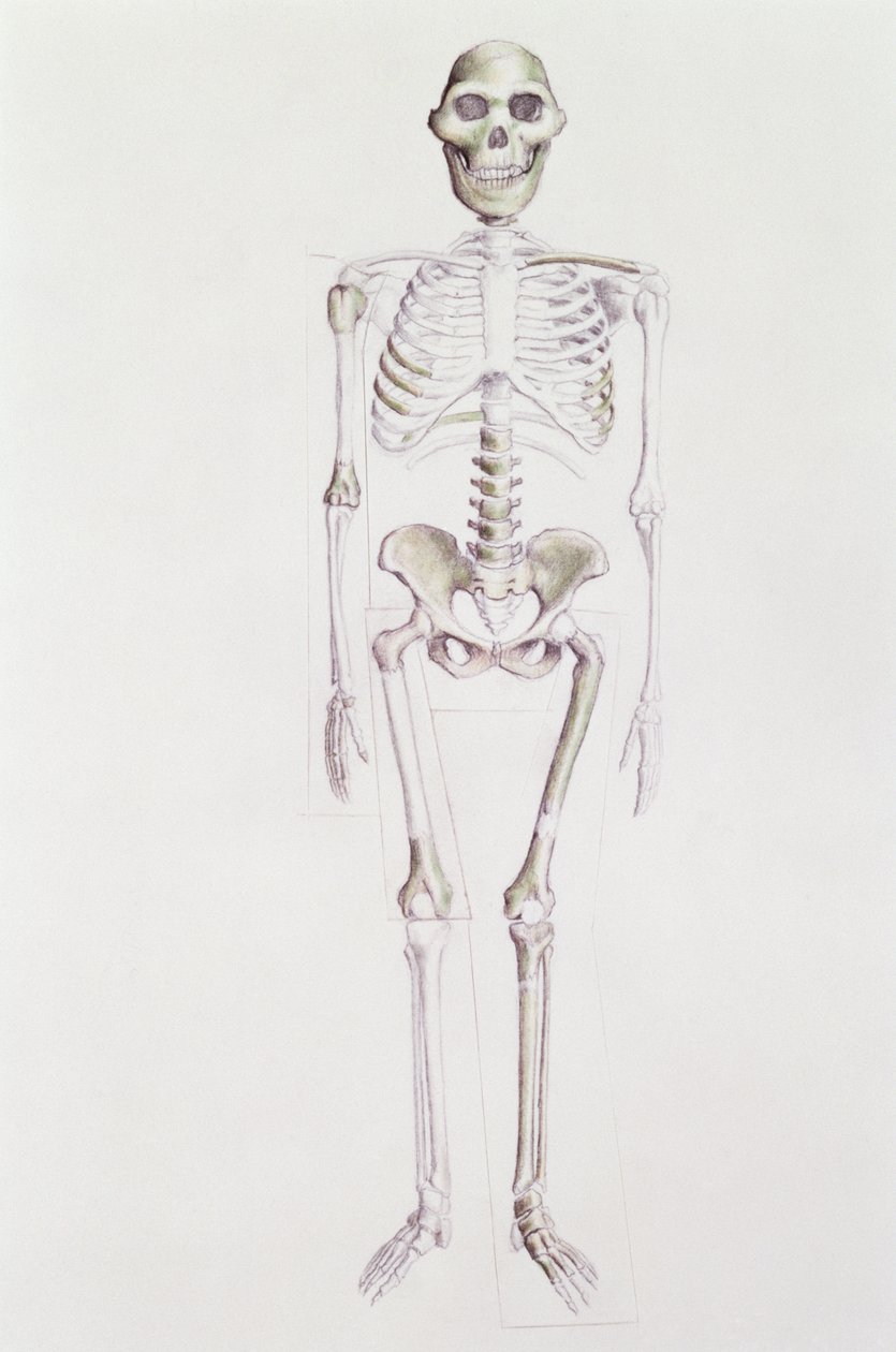 Skeleton of Australopithecus Africanus by Unbekannt Unbekannt