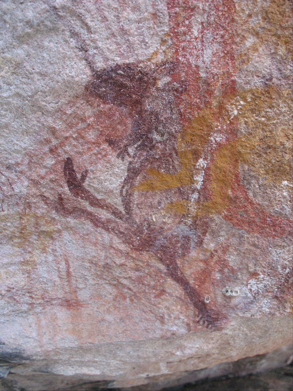 Small Purple Wallaby by Unbekannt Unbekannt