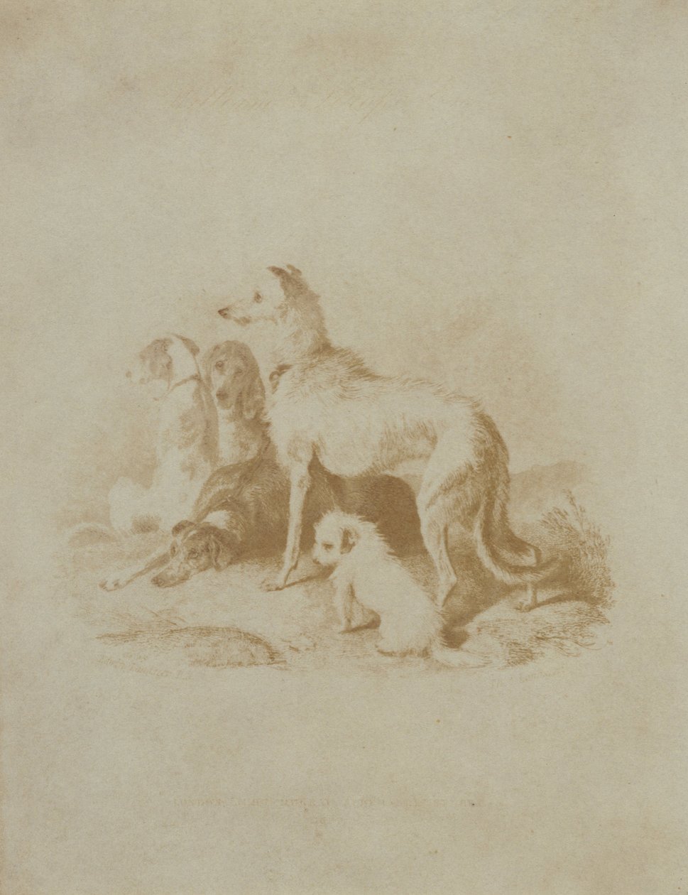 A Group of Five Dogs by Unbekannt Unbekannt