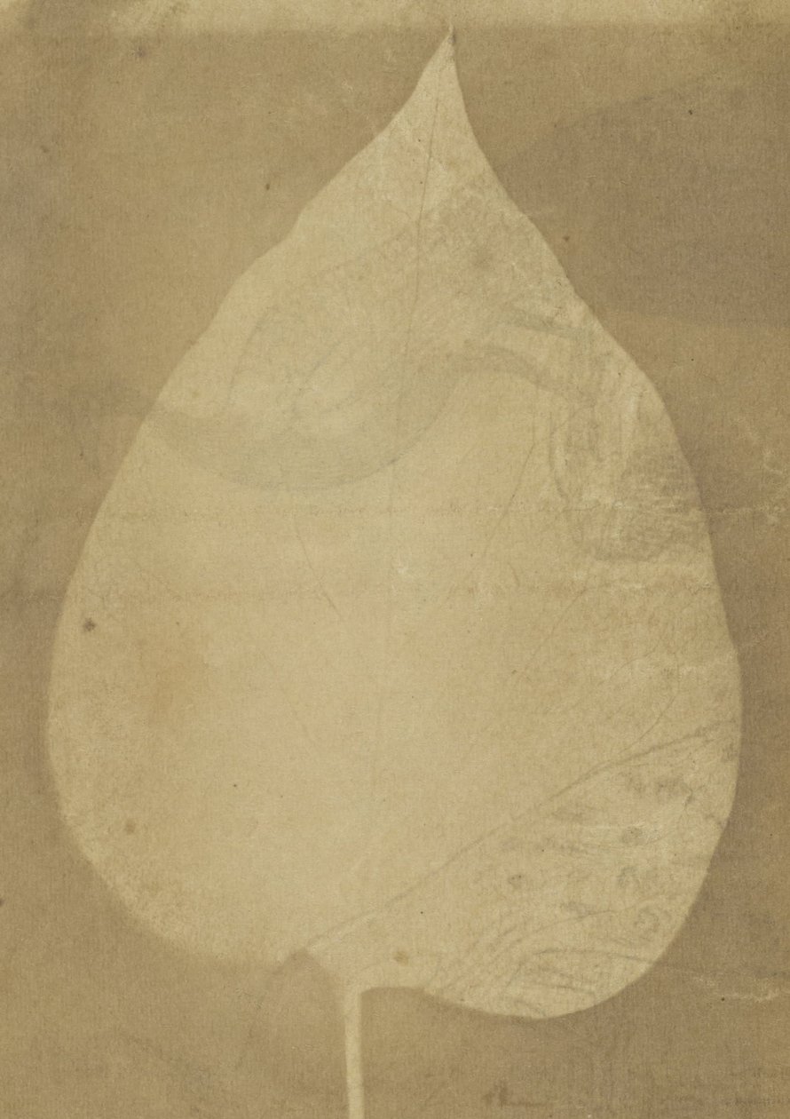 A Single Leaf by Unbekannt Unbekannt
