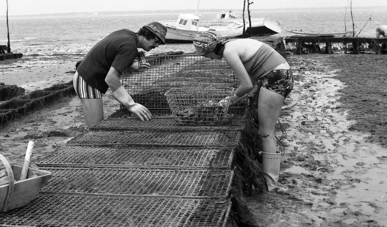 Ostregrower in Vendee Oyster August 1974 by Unbekannt