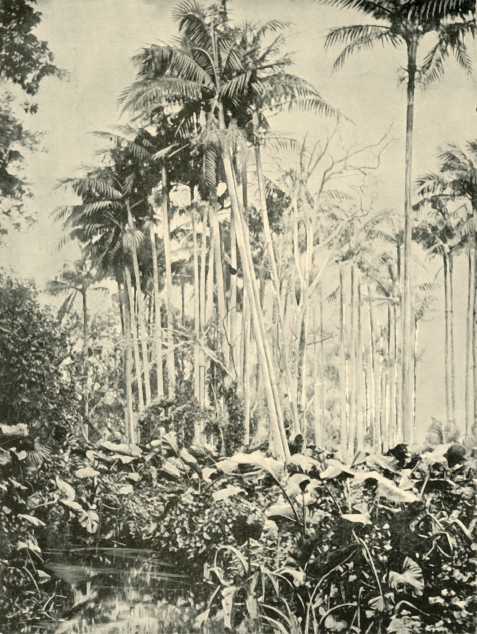 A Grove of Palms by Unbekannt