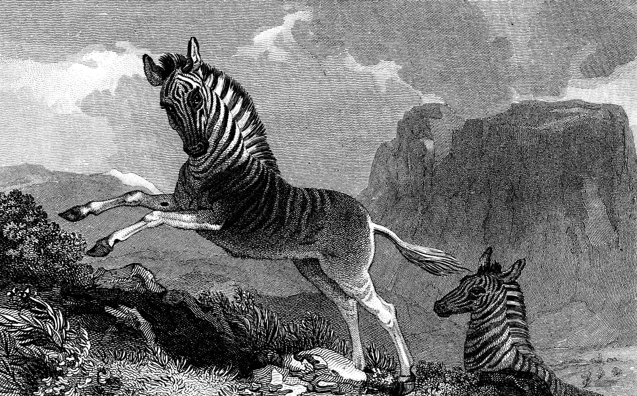 A Quagga by Unbekannt