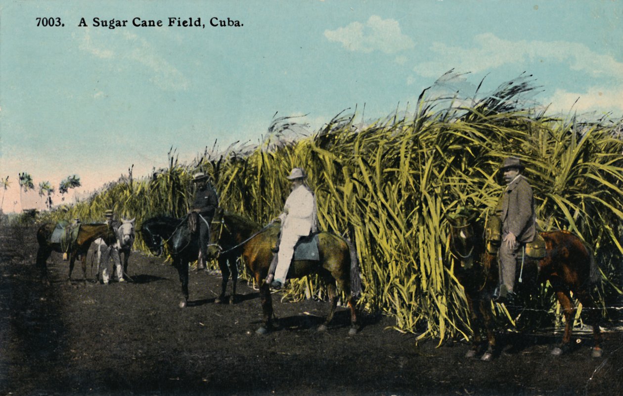 A Sugar Cane Field, Cuba by Unbekannt