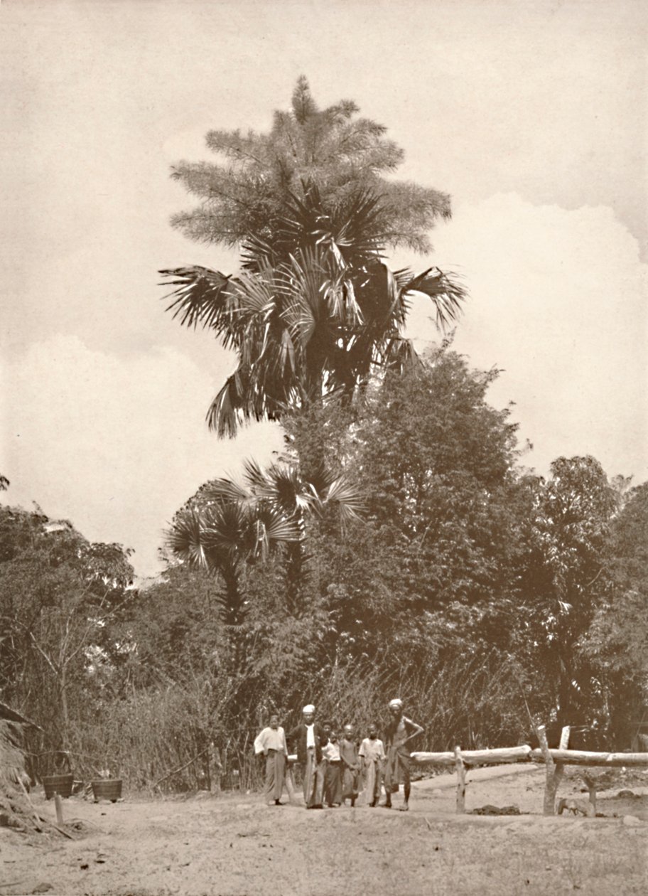 A Talipot Palm in Flower, 1900 by Unbekannt