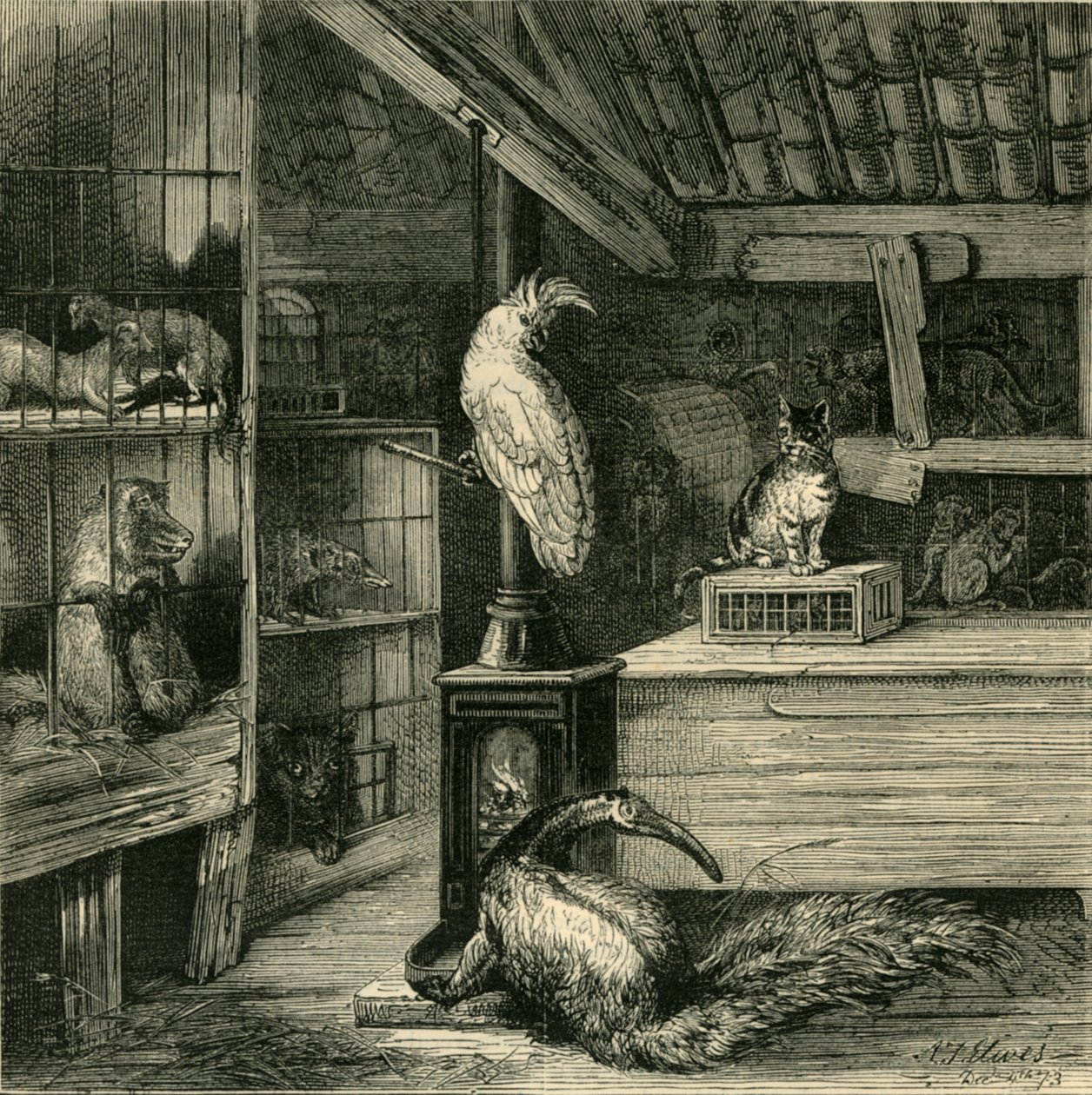 A Wild-Beast Shop by Unbekannt