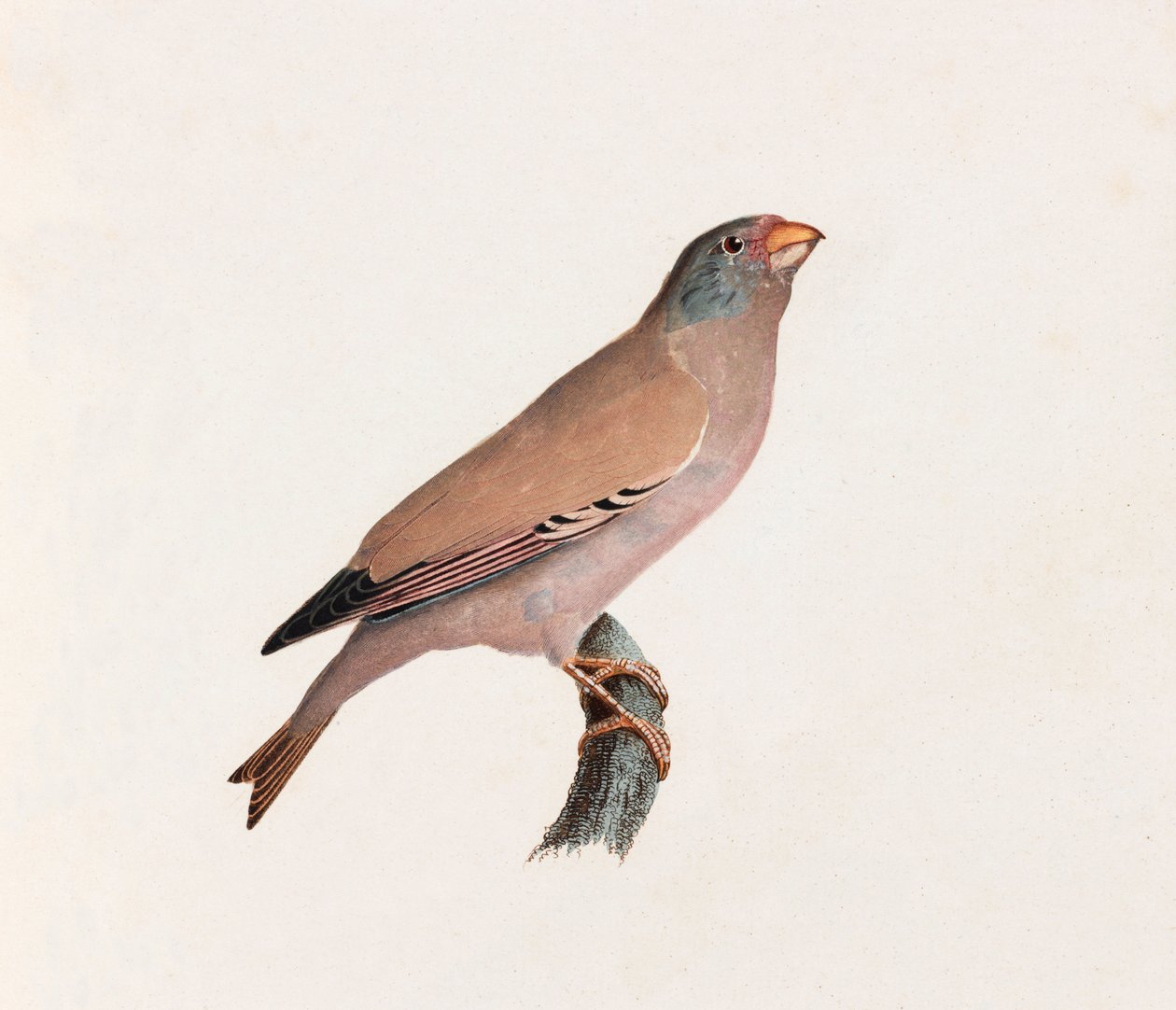 A Colour Illustration of a Bird by Unbekannt