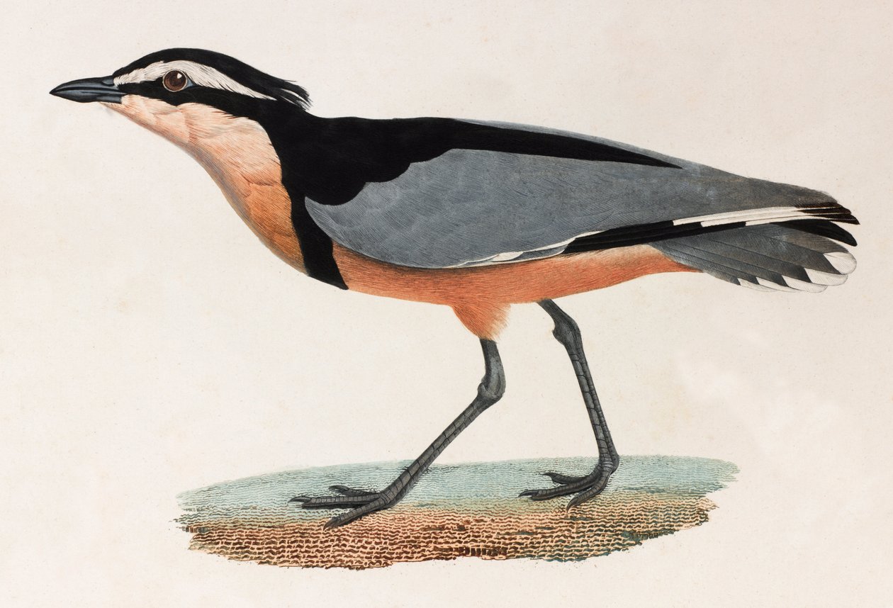 A Colour Illustration of a Bird by Unbekannt