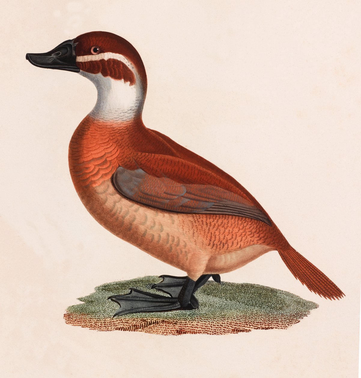 A Colour Illustration of a Brown Duck by Unbekannt