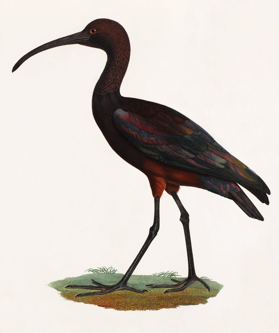 A Colour Illustration of a Long Beaked Bird by Unbekannt