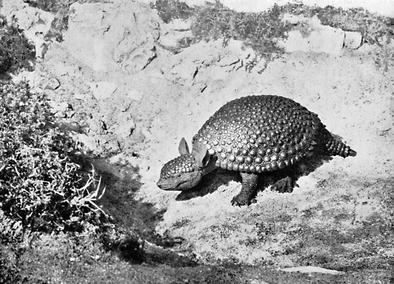 A Glyptodon, 20th Century by Unbekannt