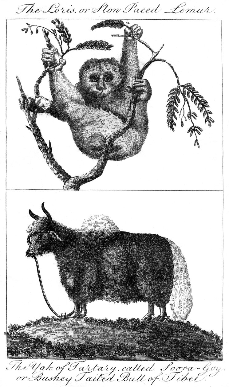 A loris and a yak, 1799 by Unbekannt