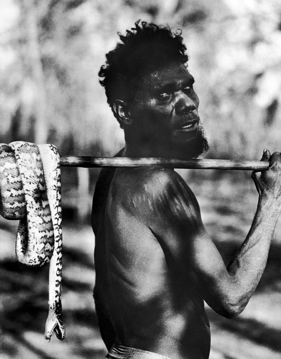 Aborigine With Snake by Unbekannt