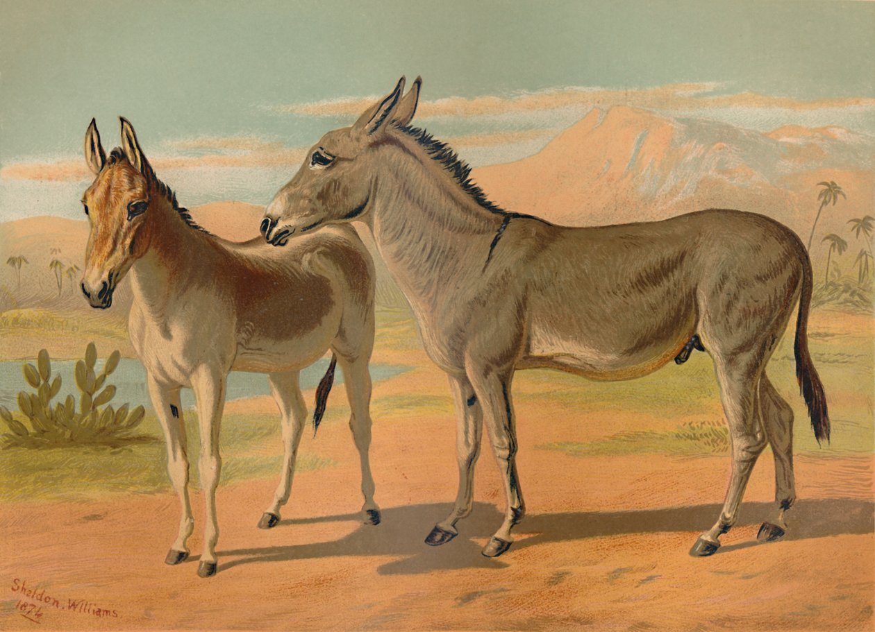 Abyssinian Wild Male Ass & Female Indian Onager by Unbekannt
