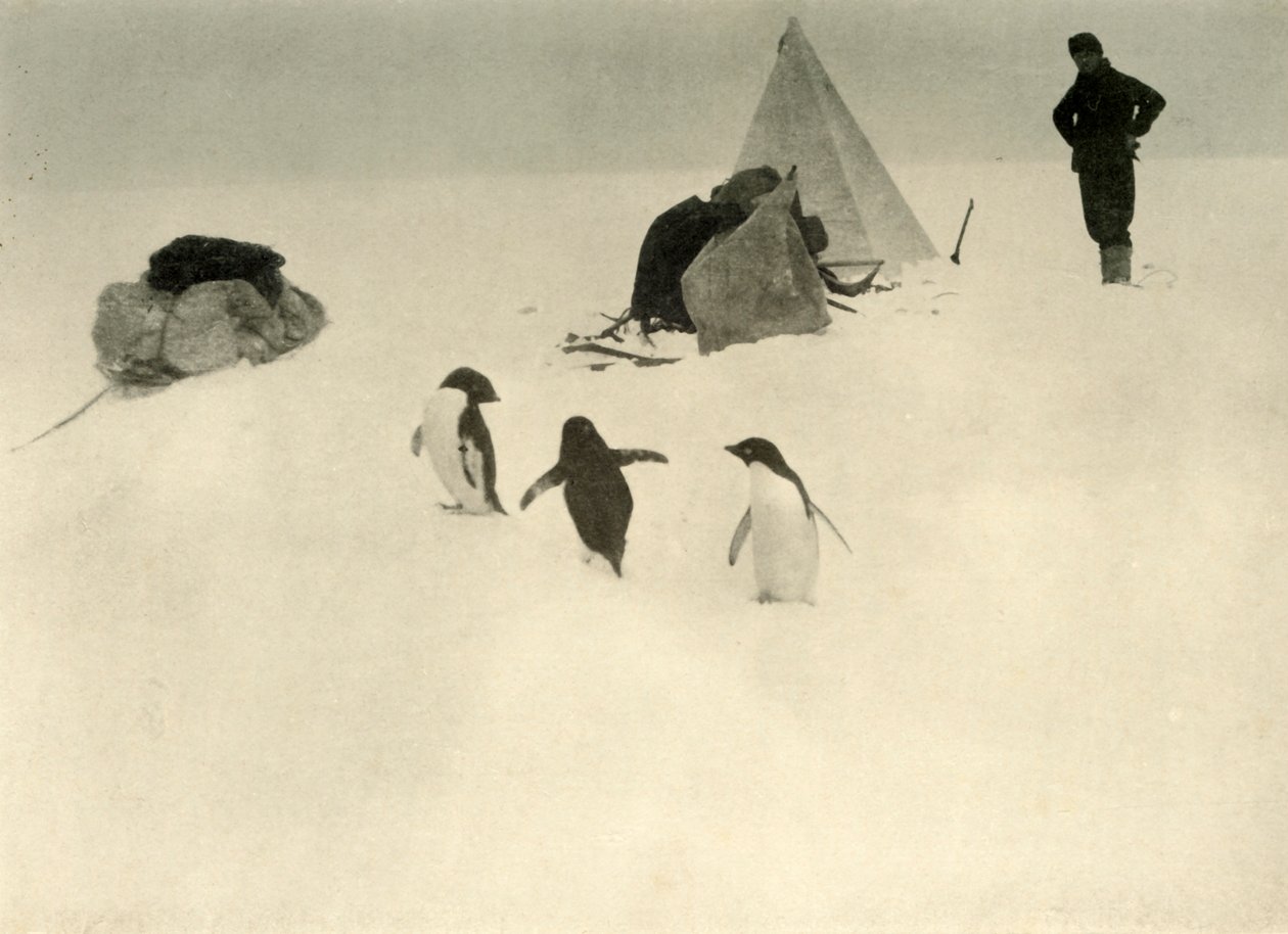 Adelie Penguins Visit a Camp by Unbekannt
