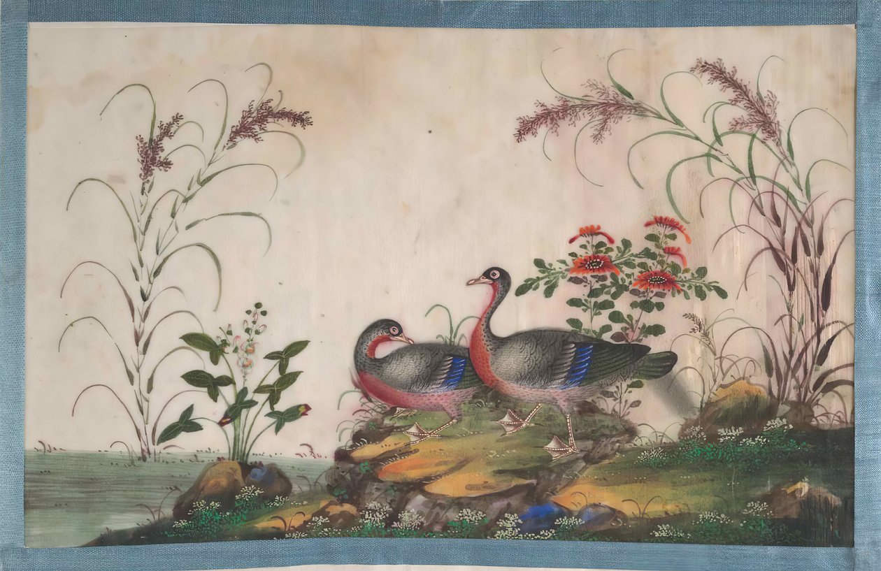 Album Containing Twelve Paintings of Birds by Unbekannt