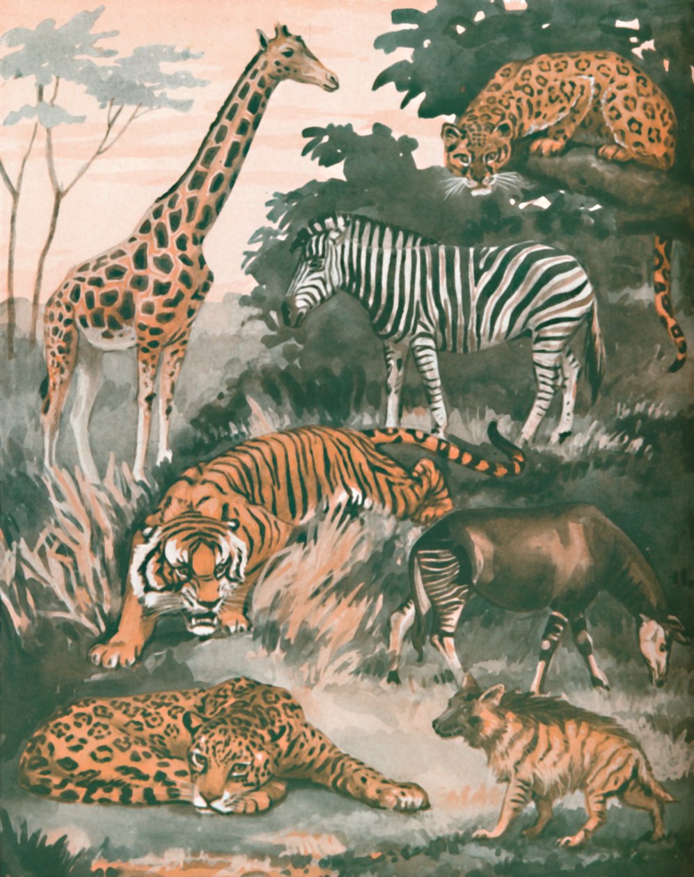 Animals Helped by Spots and Stripes by Unbekannt