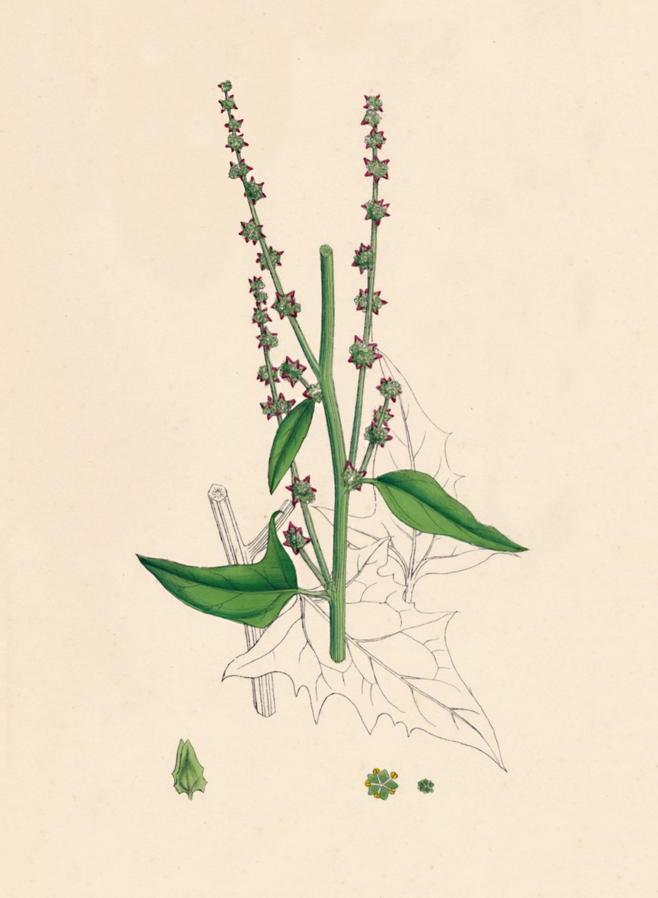 Atriplex Smithii. Smith