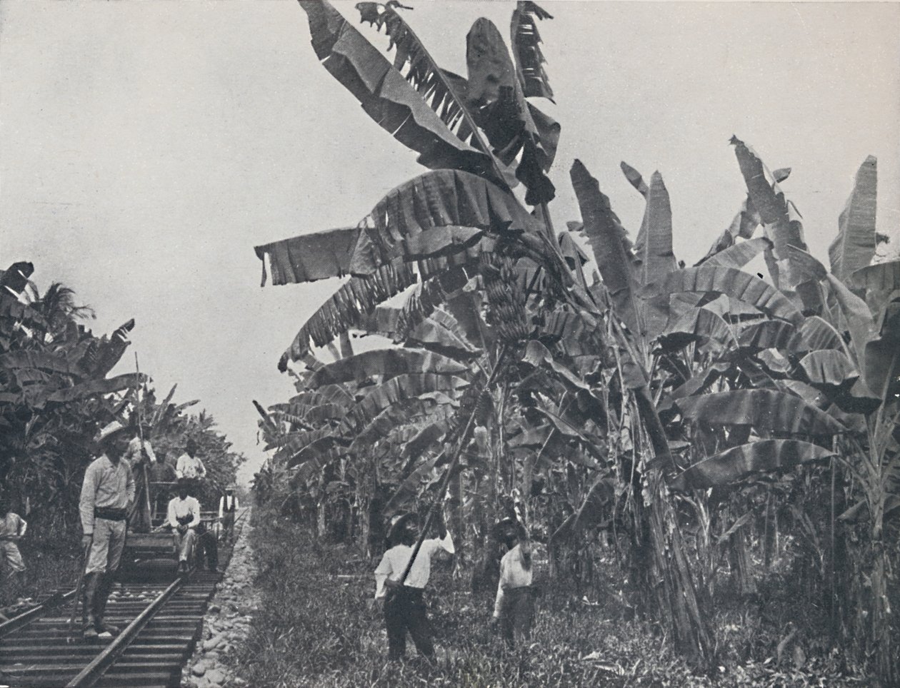 Banana Plantation by Unbekannt