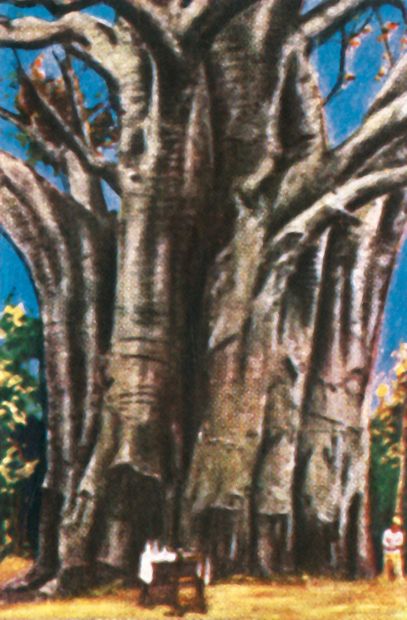 Baobab Trees, Usambara Mountains by Unbekannt