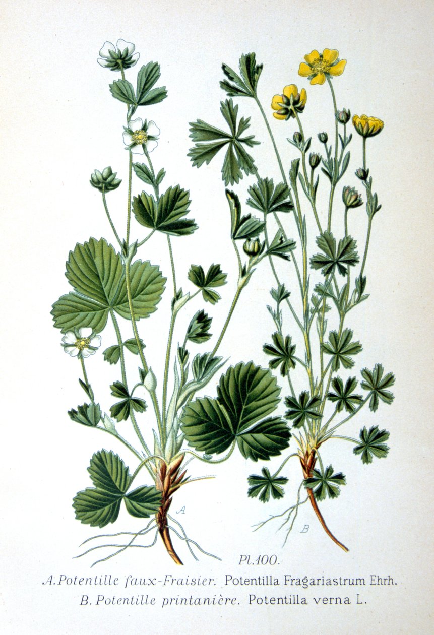 Barren Strawberry and Spring Cinquefoil, 1893 by Unbekannt
