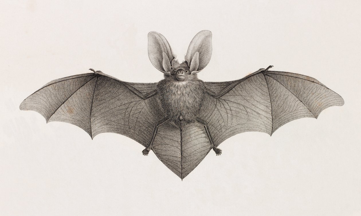 Bat-Eared Variety, Bats in Egypt by Unbekannt