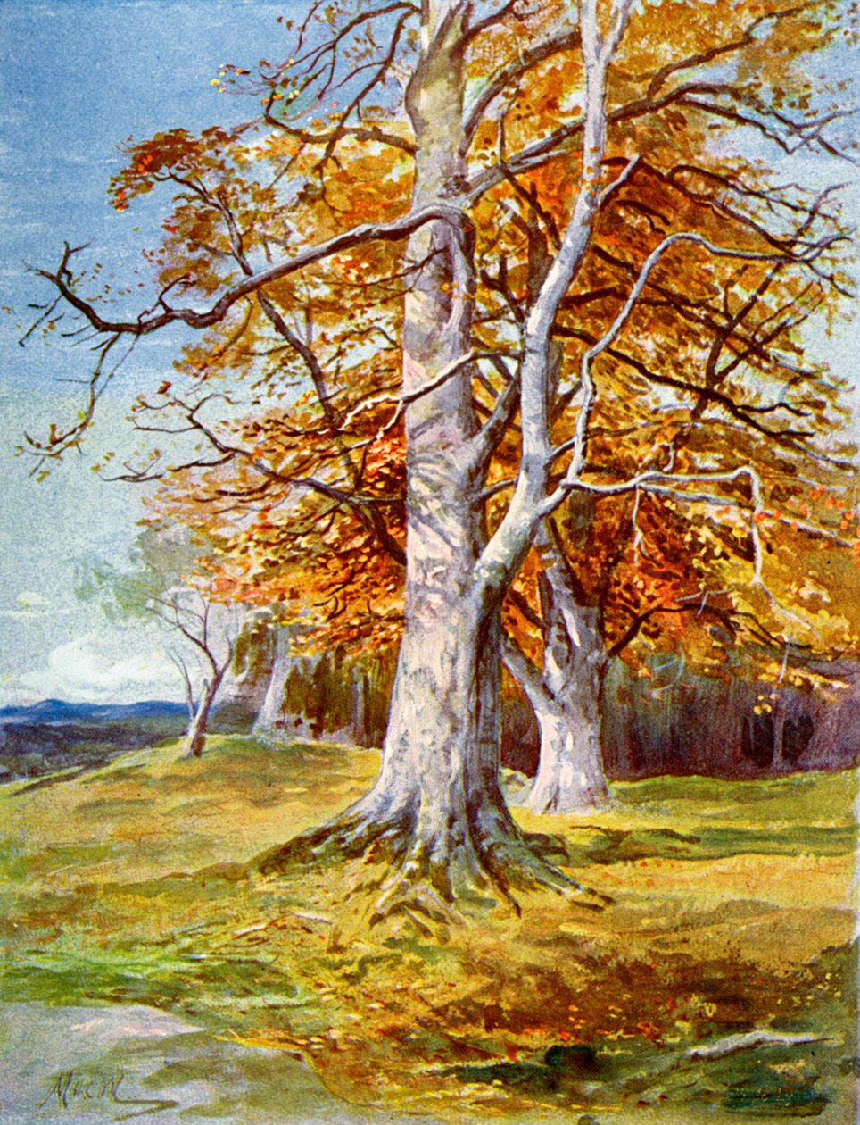 Beech Tree, Autumn, 1900 by Unbekannt