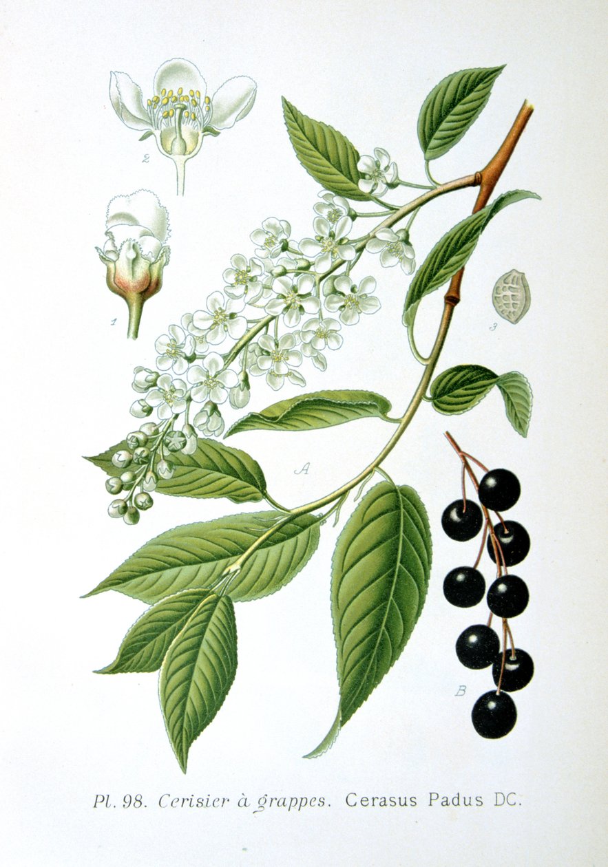 Bird Cherry by Unbekannt