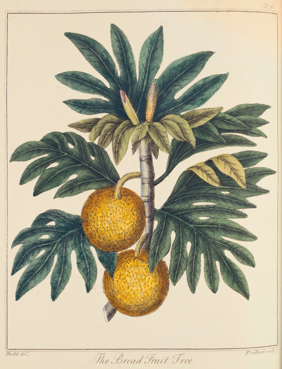 Breadfruit Artocarpus incisus by Unbekannt