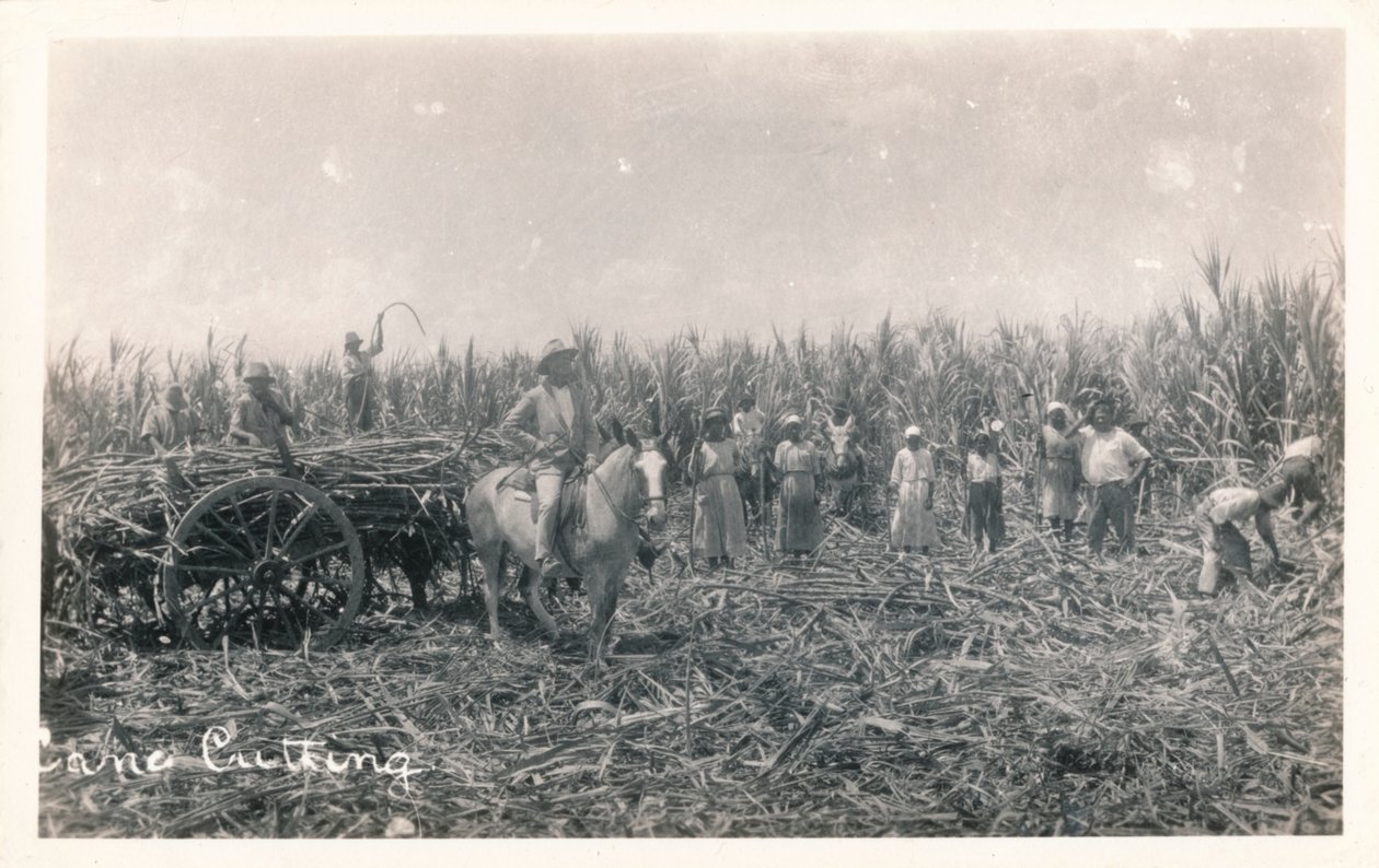 Cane Cutting by Unbekannt