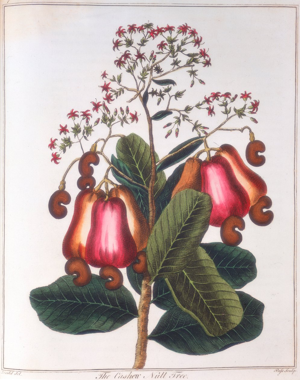 Cashew Nut - Anacardium Occidentale by Unbekannt