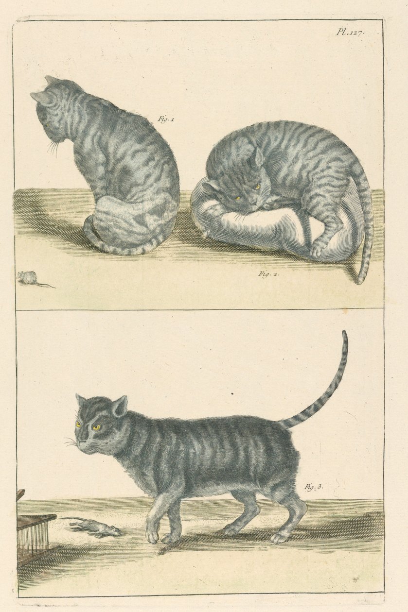 Cats by Unbekannt