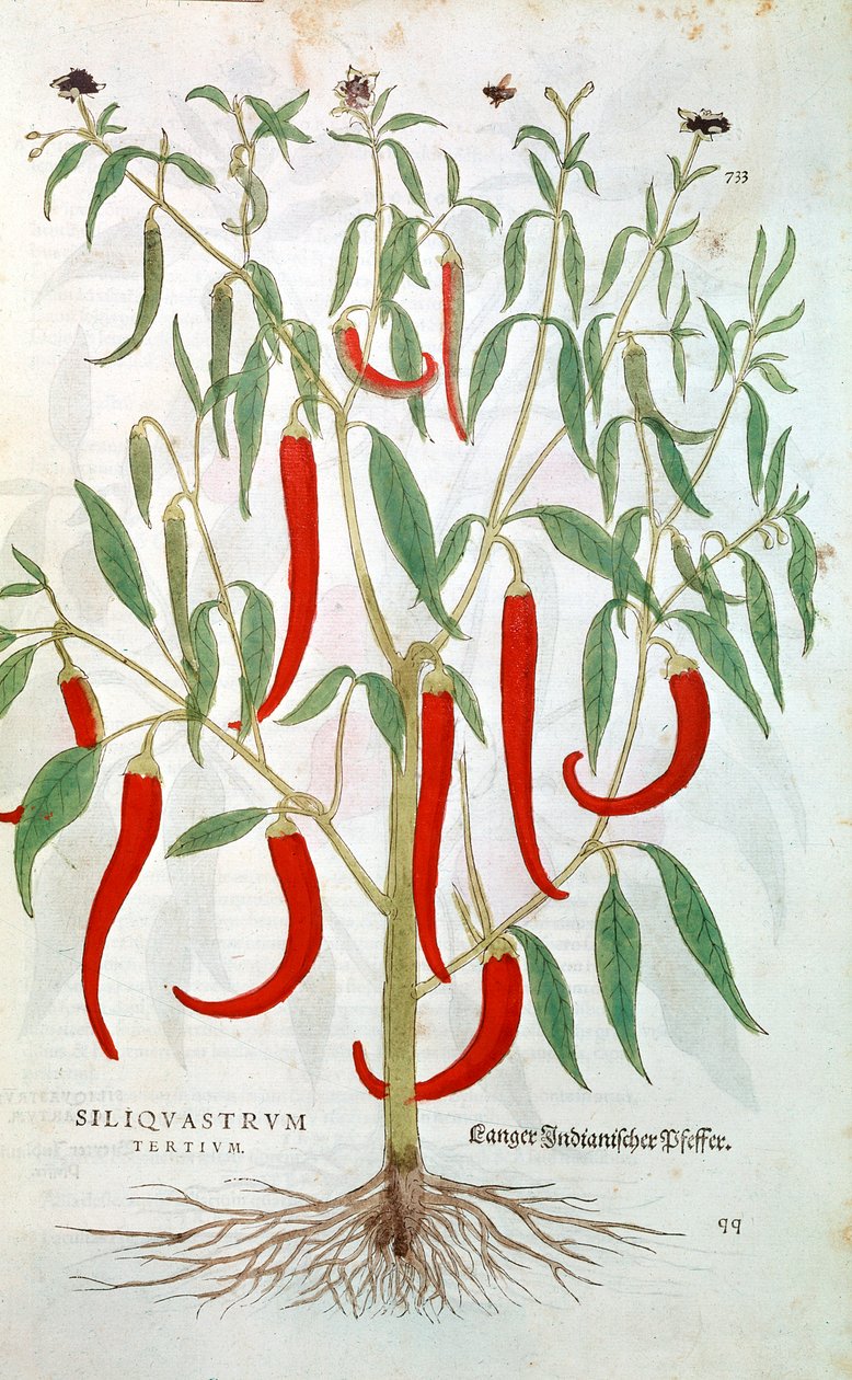 Cayenne Pepper Plant Capsicum, 16th Century by Unbekannt