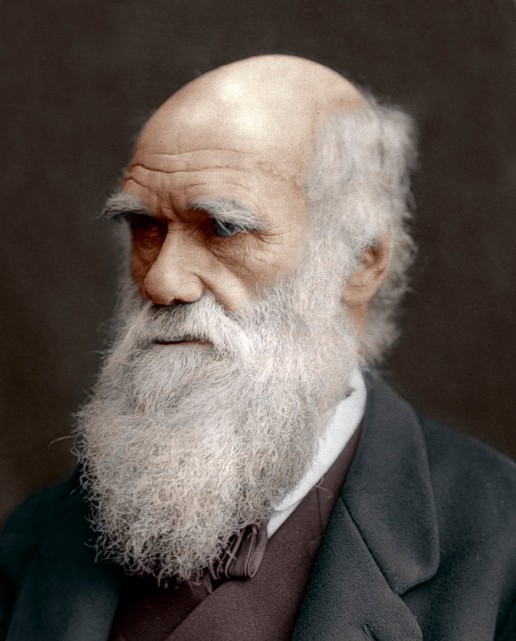 Charles Darwin, British naturalist, 1878 by Unbekannt