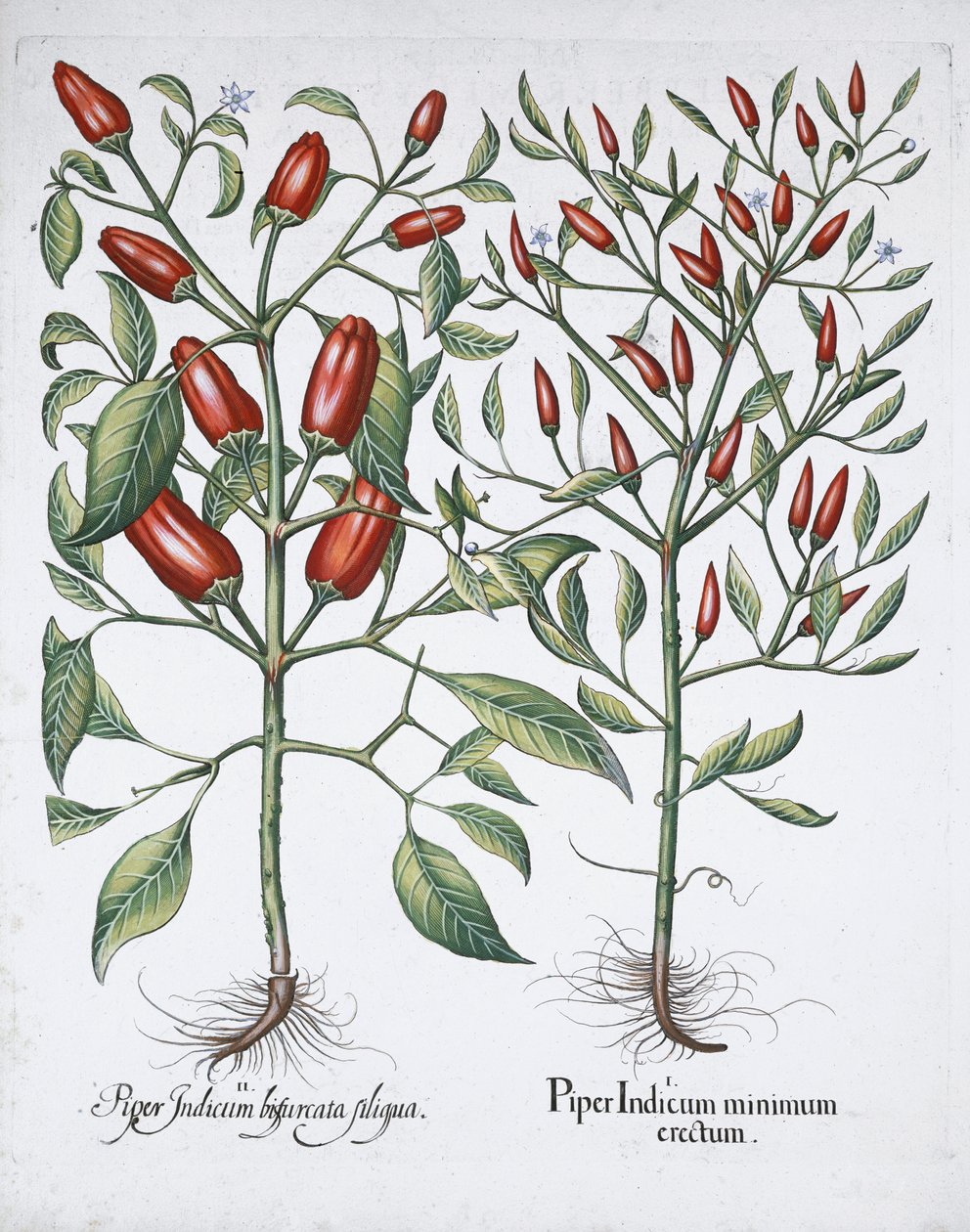Chilli pepper plants by Unbekannt