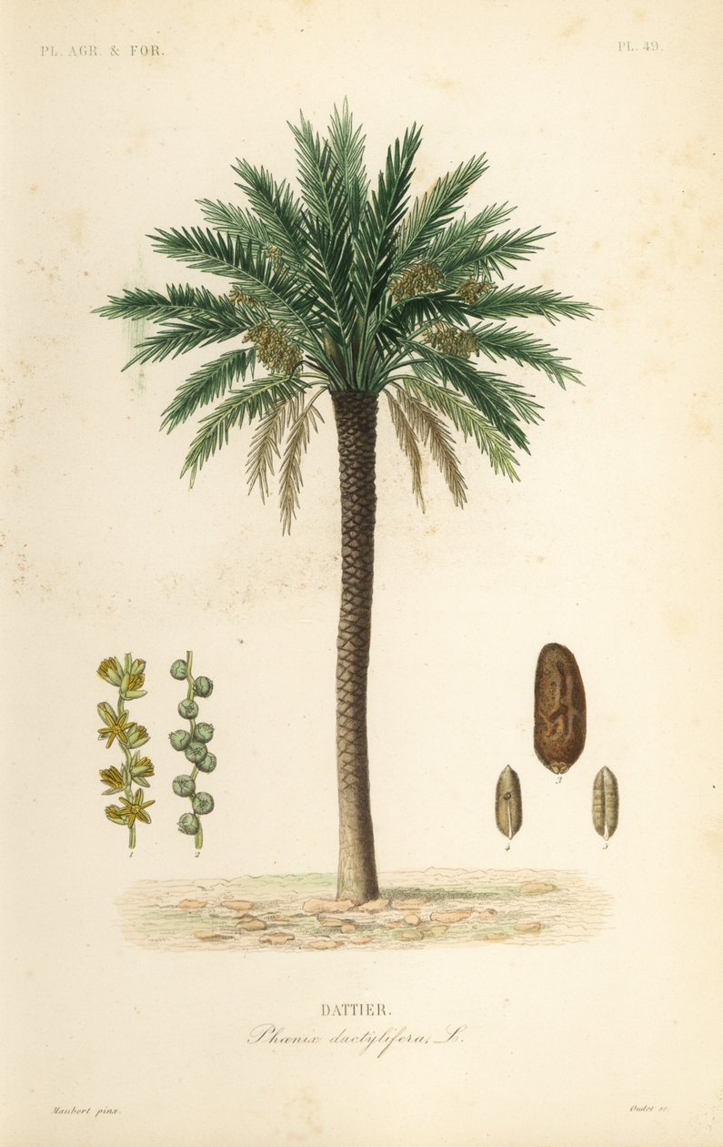 Date palm tree, Phoenix dactylifera by Unbekannt