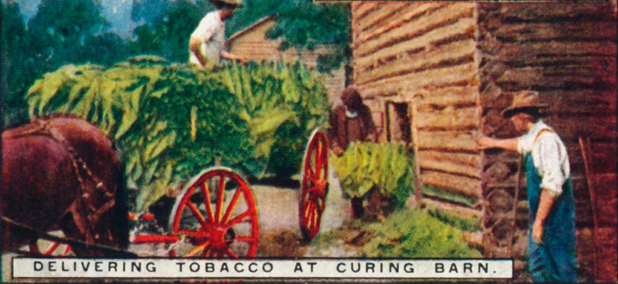 Delivering Tobacco at Curing Barn by Unbekannt