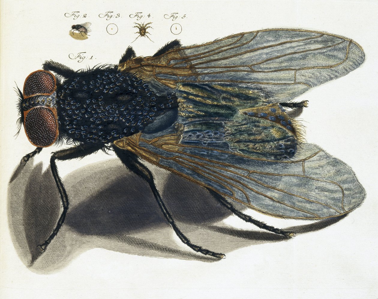 Description under the microscope of a fly by Unbekannt