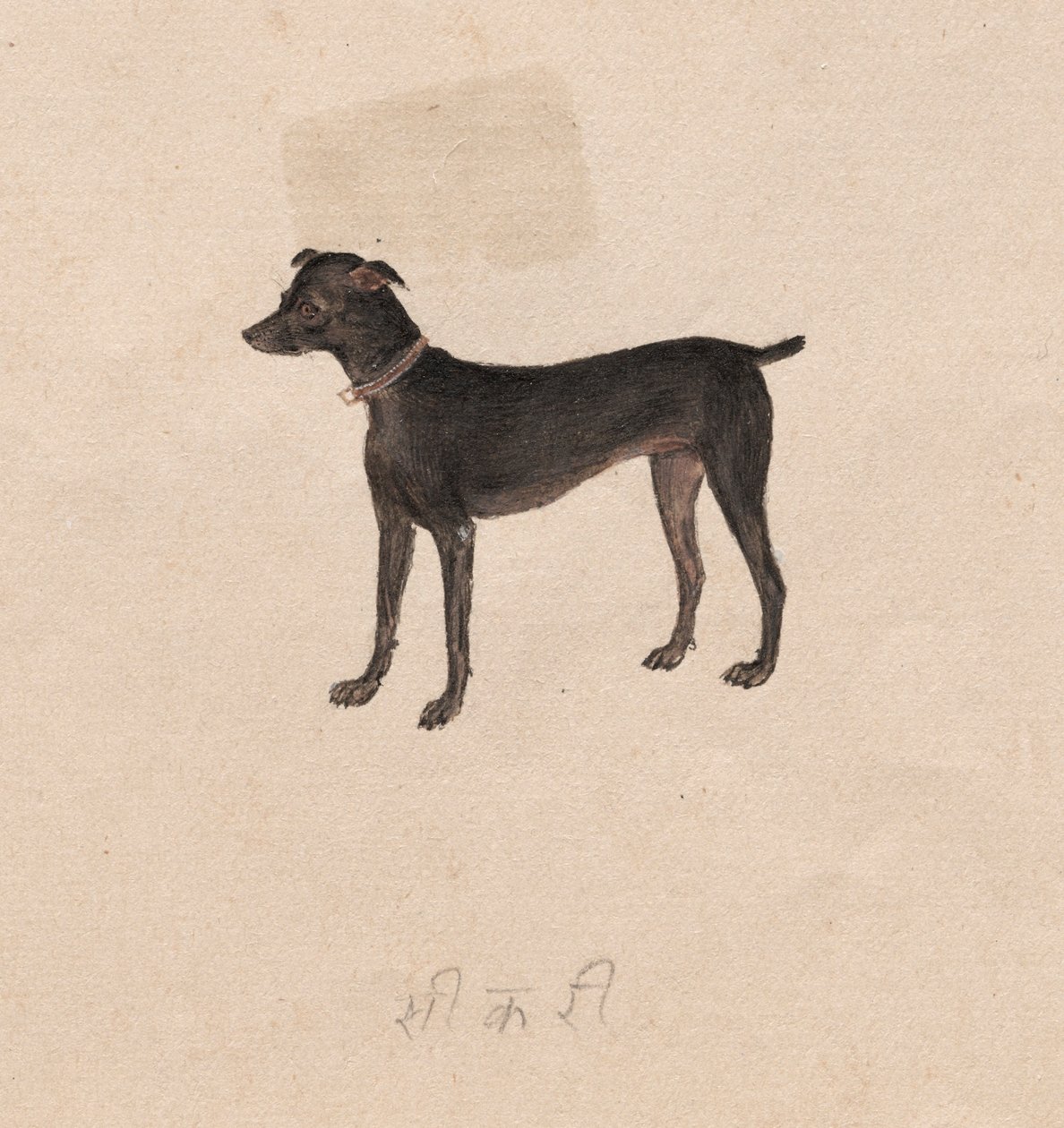 Dog by Unbekannt
